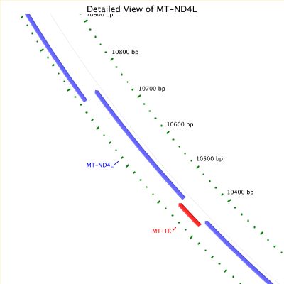 Close-up of gene located on mitochondrial DNA