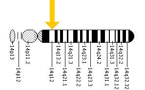 The MYH7 gene is located on the long (q) arm of chromosome 14 at position 12.