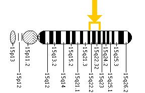 The MAP2K1 gene is located on the long (q) arm of chromosome 15 between positions 22.1 and 22.33.