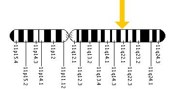The MTMR2 gene is located on the long (q) arm of chromosome 11 at position 22.