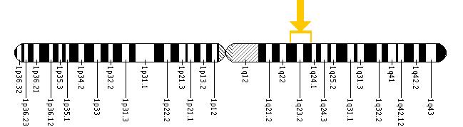 The MYOC gene is located on the long (q) arm of chromosome 1 between positions 23 and 24.