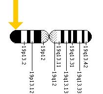 The MAP2K2 gene is located on the short (p) arm of chromosome 19 at position 13.3.