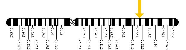 The MSTN gene is located on the long (q) arm of chromosome 2 at position 32.2.