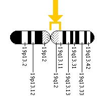 The MAN2B1 gene is located on chromosome 19 between the centromere (junction of the long and short arm) and the long (q) arm at position 13.1.