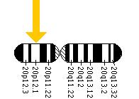 The MKKS gene is located on the short (p) arm of chromosome 20 at position 12.