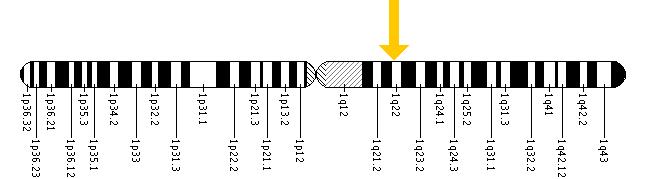 The MPZ gene is located on the long (q) arm of chromosome 1 at position 22.