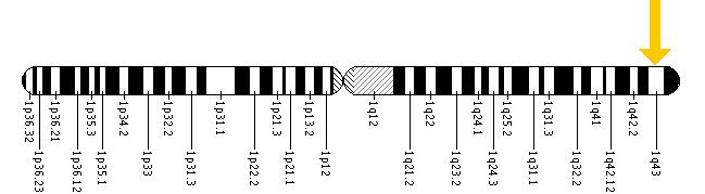 The MTR gene is located on the long (q) arm of chromosome 1 at position 43.