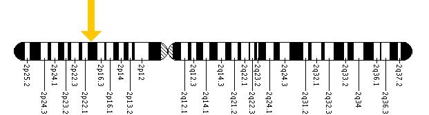 The CYP1B1 gene is located on the short (p) arm of chromosome 2 at position 21.
