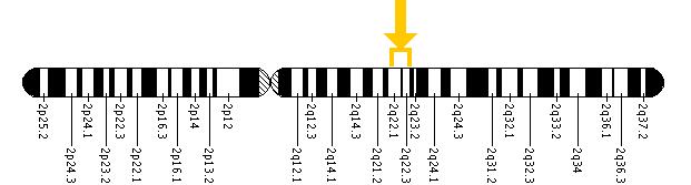 The CACNB4 gene is located on the long (q) arm of chromosome 2 between positions 22 and 23.