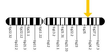 The CD40LG gene is located on the long (q) arm of the X chromosome at position 26.