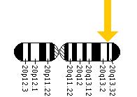 The COL9A3 gene is located on the long (q) arm of chromosome 20 at position 13.3.