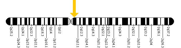 The CNGA3 gene is located on the long (q) arm of chromosome 2 at position 11.2.