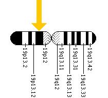 The COMP gene is located on the short (p) arm of chromosome 19 at position 13.1.