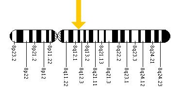 The CHD7 gene is located on the long (q) arm of chromosome 8 at position 12.2.