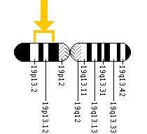 The CACNA1A gene is located on the short (p) arm of chromosome 19 between positions 13.2 and 13.1.