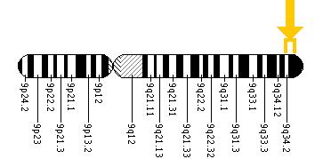 The COL5A1 gene is located on the long (q) arm of chromosome 9 between positions 34.2 and 34.3.