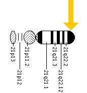 The CBS gene is located on the long (q) arm of chromosome 21 at position 22.3.