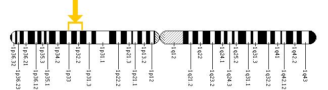 The COL9A2 gene is located on the short (p) arm of chromosome 1 between positions 33 and 32.