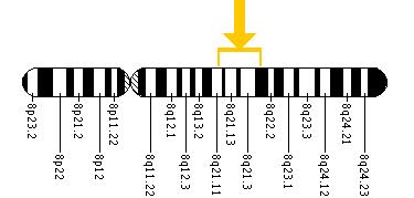 The CNGB3 gene is located on the long (q) arm of chromosome 8 between positions 21 and 22.