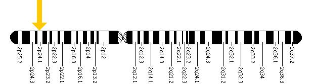 The HS1BP3 gene is located on the short (p) arm of chromosome 2 at position 24.1.