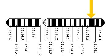 The HMBS gene is located on the long (q) arm of chromosome 11 at position 23.3.