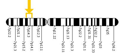 The HOXA13 gene is located on the short (p) arm of chromosome 7 between positions 15 and 14.