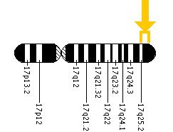 The GAA gene is located on the long (q) arm of chromosome 17 between positions 25.2 and 25.3.