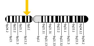 The GALT gene is located on the short (p) arm of chromosome 9 at position 13.