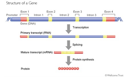 structure of a gene