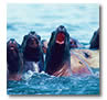 Steller sea lions