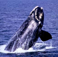 right whale