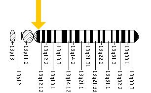 The GJB6 gene is located on the long (q) arm of chromosome 13 at position 12.