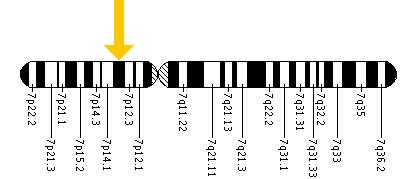 The GLI3 gene is located on the short (p) arm of chromosome 7 at position 13.