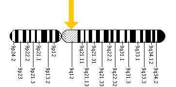 The GRHPR gene is located on the long (q) arm of chromosome 9 at position 12.