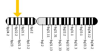 The GLDC gene is located on the short (p) arm of chromosome 9 at position 22.