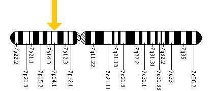 The GARS gene is located on the short (p) arm of chromosome 7 at position 14.