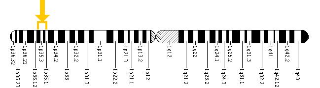 The GALE gene is located on the short (p) arm of chromosome 1 between positions 36 and 35.