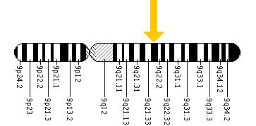 The ROR2 gene is located on the long (q) arm of chromosome 9 at position 22.