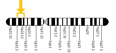 The RS1 gene is located on the short (p) arm of the X chromosome between positions 22.2 and 22.1.