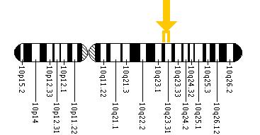 The LIPA gene is located on the long (q) arm of chromosome 10 between positions 23.2 and 23.3.