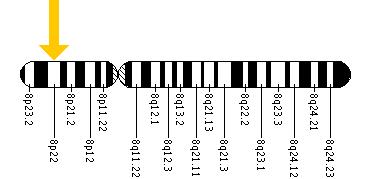 The LPL gene is located on the short (p) arm of chromosome 8 at position 22.