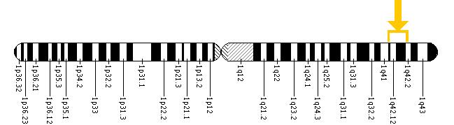 The LYST gene is located on the long (q) arm of chromosome 1 between positions 42.1 and 42.2.