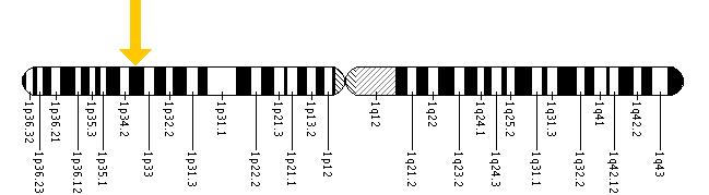 The LEPRE1 gene is located on the short (p) arm of chromosome 1 at position 34.1.