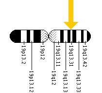The DMPK gene is located on the long (q) arm of chromosome 19 at position 13.3.