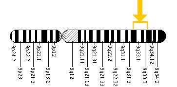 The DFNB31 gene is located on the long (q) arm of chromosome 9 between positions 32 and 34.