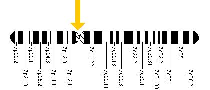 The DDC gene is located on the short (p) arm of chromosome 7 at position 11.