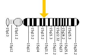 The DUOX2 gene is located on the long (q) arm of chromosome 15 at position 15.3.