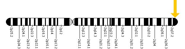 The D2HGDH gene is located on the long (q) arm of chromosome 2 at position 37.3.