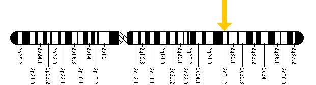 The DFNB59 gene is located on the long (q) arm of chromosome 2 at position 31.2.