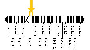 The DHH gene is located on the long (q) arm of chromosome 12 between positions 12 and 13.1.